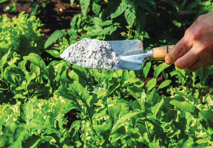 Diatomaceous-earth